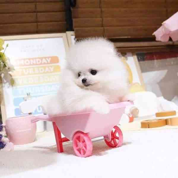 Pomořansko Pps - foto 2