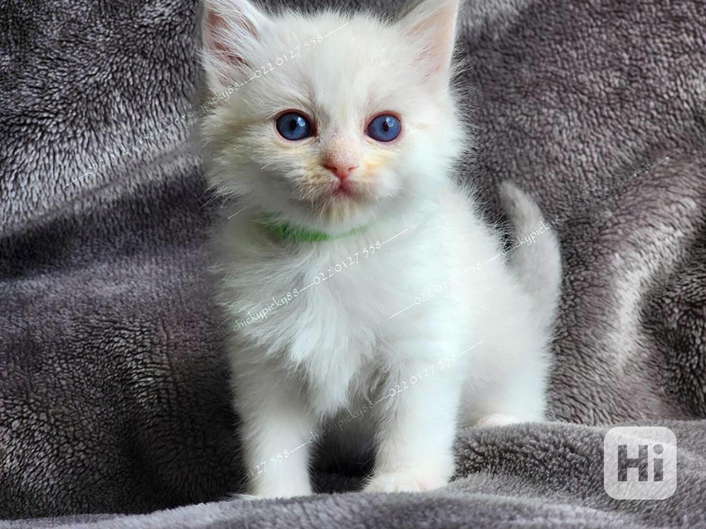 Domácí koťata plemene Ragdoll - foto 1