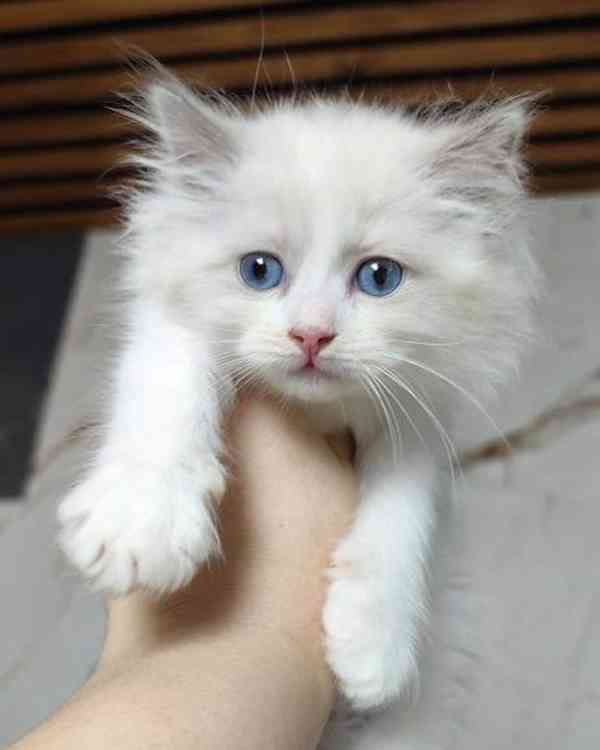 Domácí koťata plemene Ragdoll - foto 2