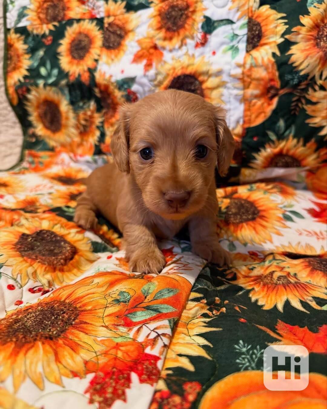 štěně jezevčíka k adopci - foto 1