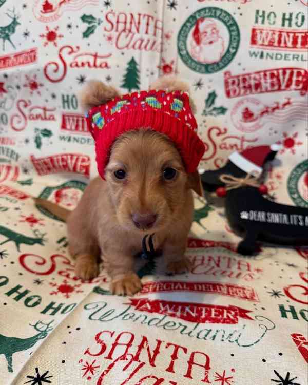 štěně jezevčíka k adopci - foto 2