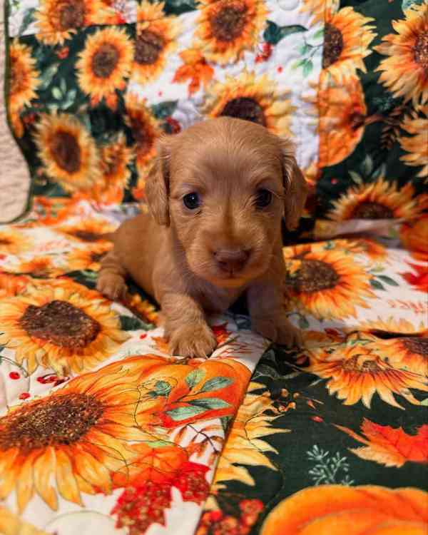 štěně jezevčíka k adopci