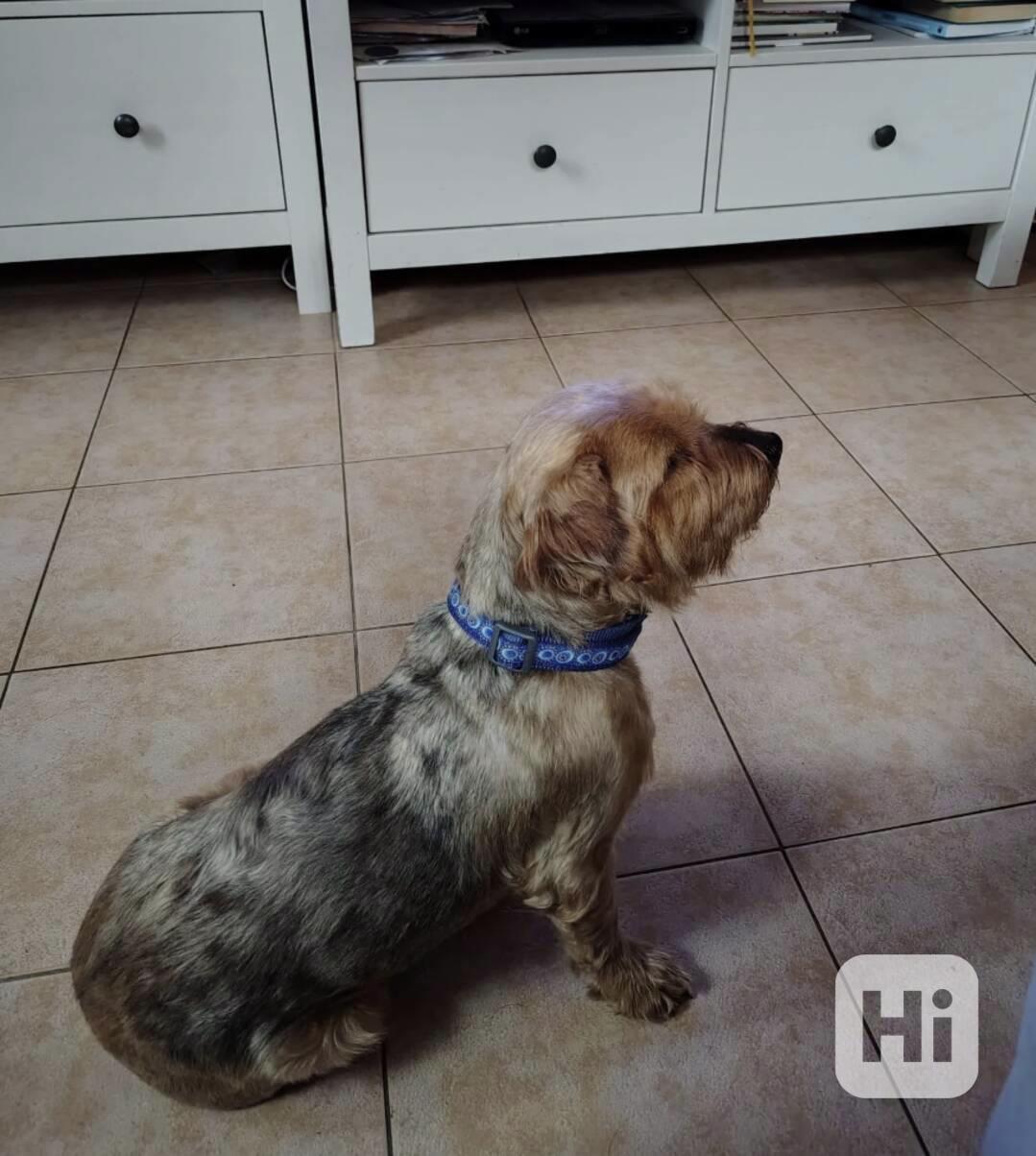 Ohio z útulku Voříškov - foto 1