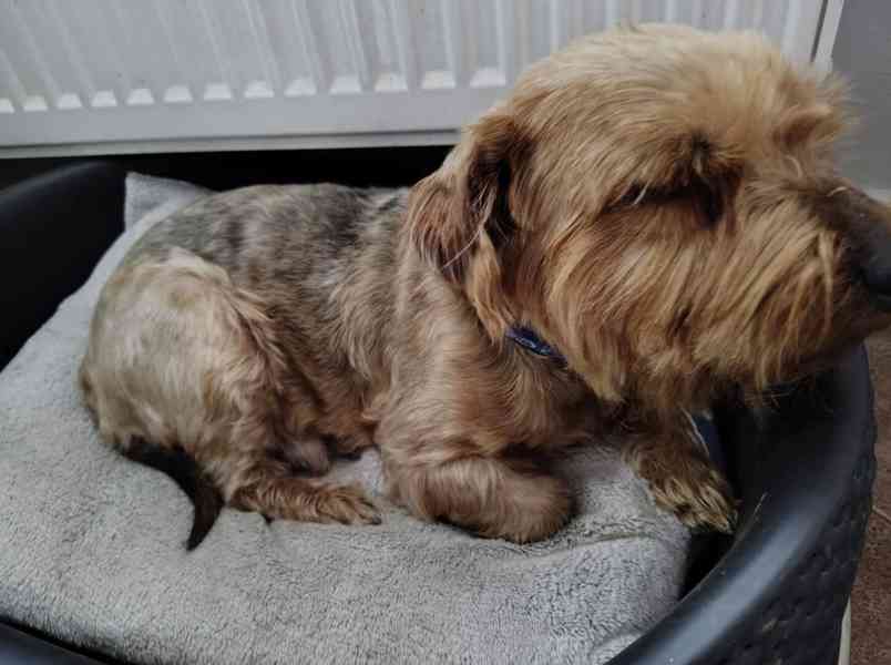 Ohio z útulku Voříškov - foto 2