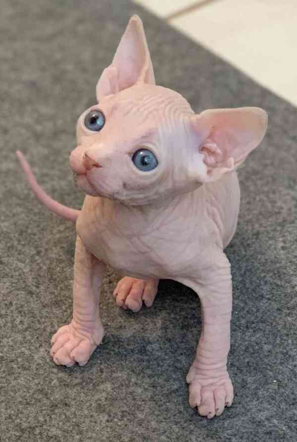 Munchkin sphynx koťata k bezplatné adopci 