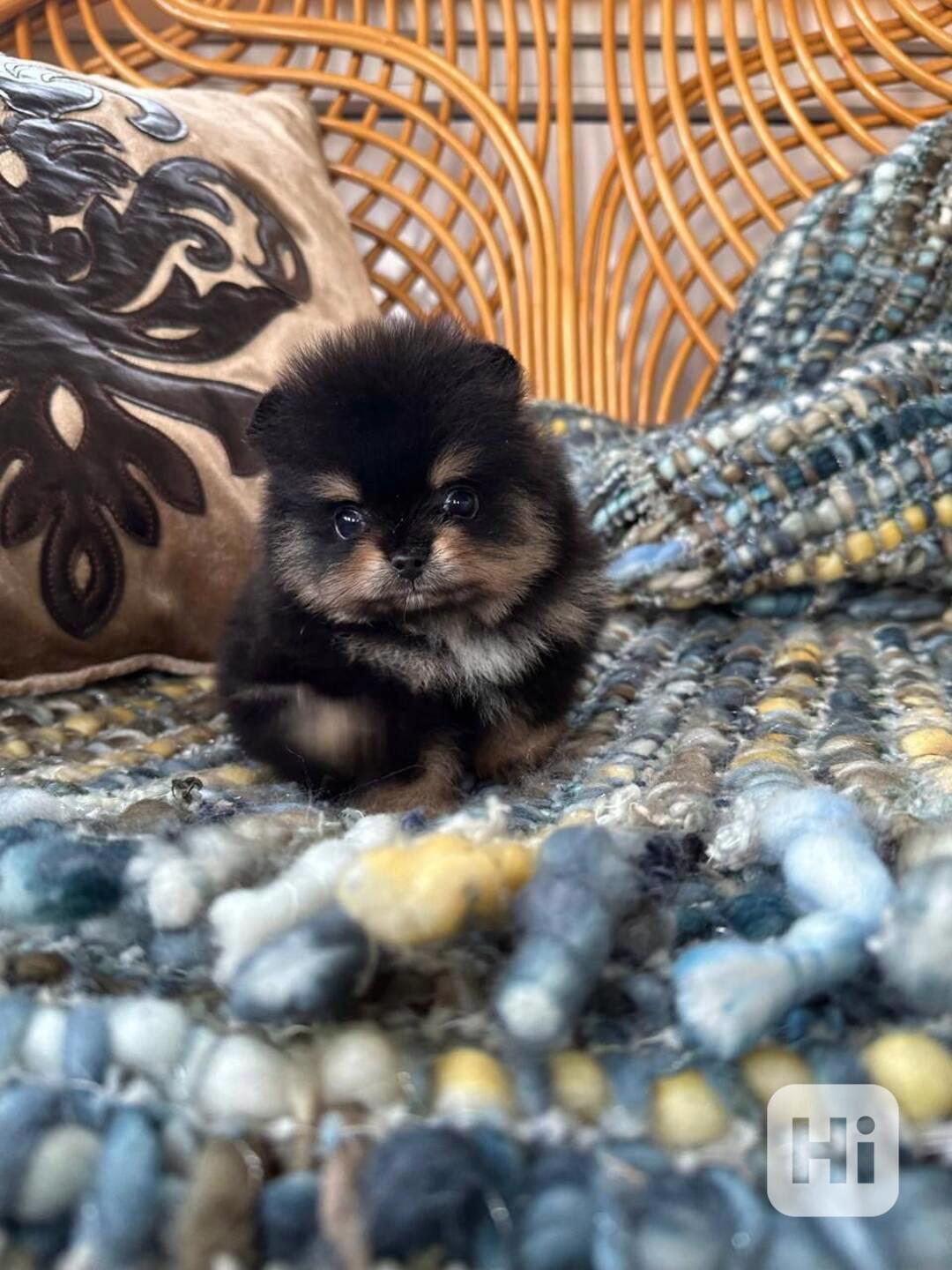 Krásný pomeranian na prodej - foto 1