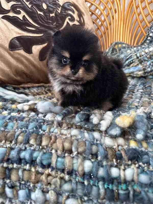 Krásný pomeranian na prodej - foto 3