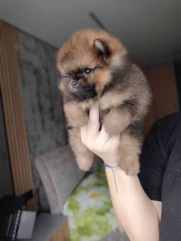 Krásný pomeranian na prodej - foto 4