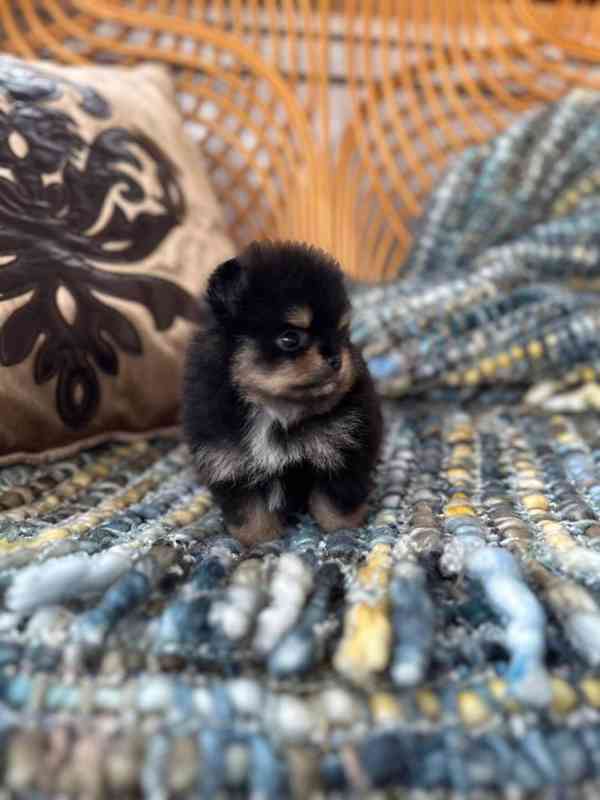 Krásný pomeranian na prodej - foto 2