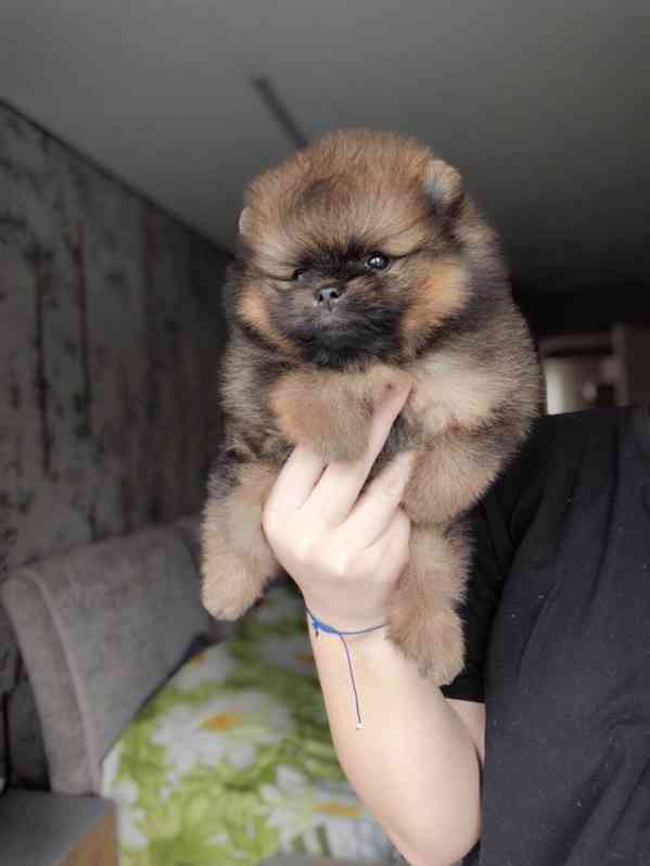 Krásný pomeranian na prodej - foto 5