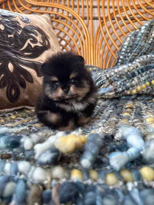 Krásný pomeranian na prodej - foto 1