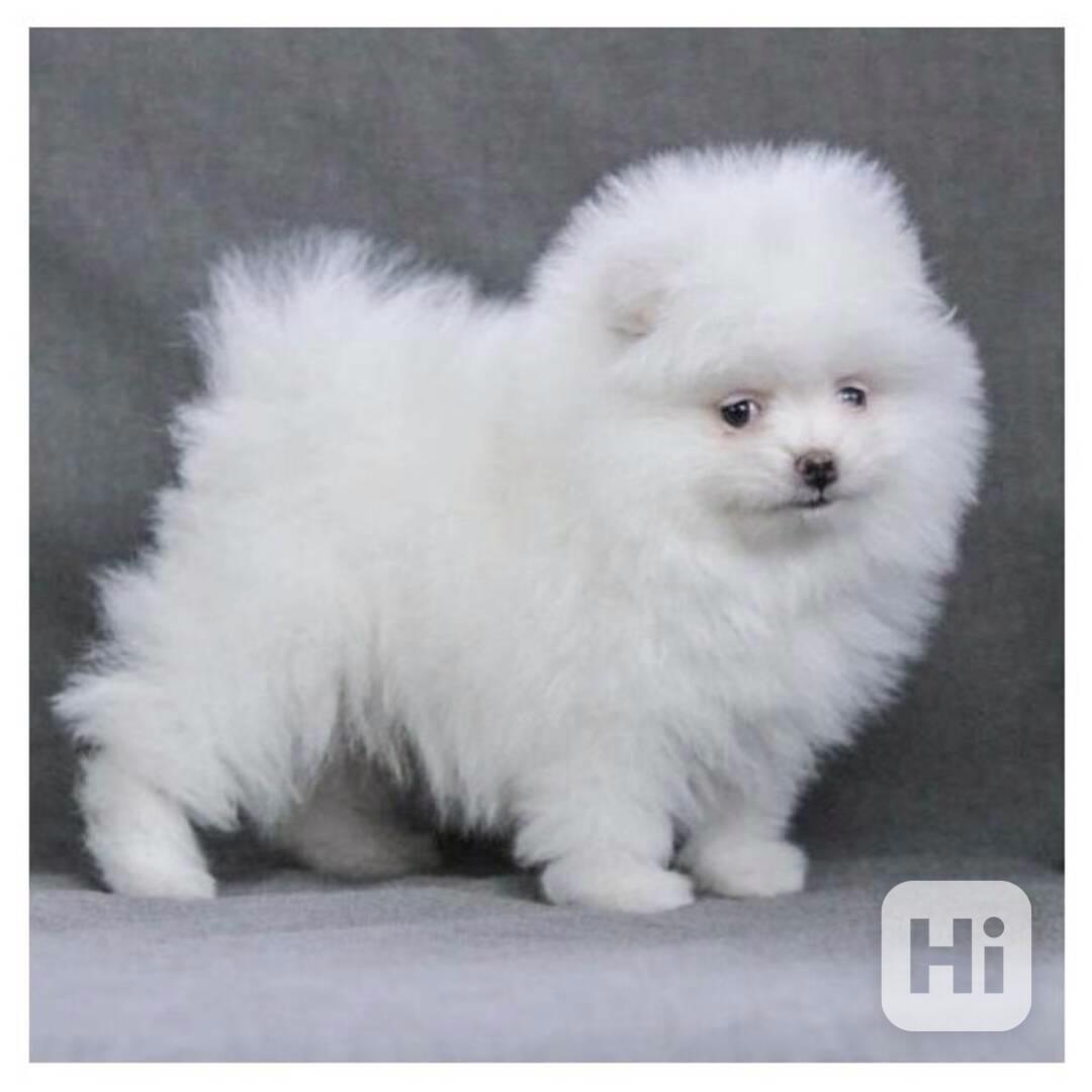 pomeranian štěňata k adopci - foto 1