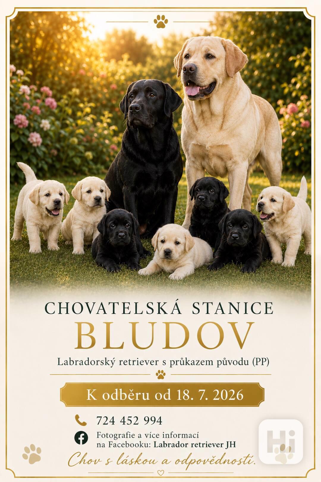 Labrador retriever - foto 1