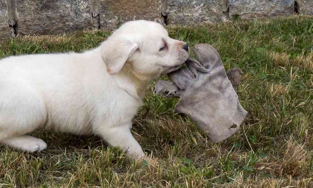 Labrador retriever - foto 3