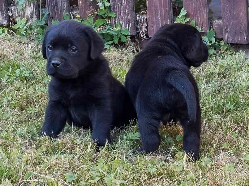 Labrador retriever - foto 13