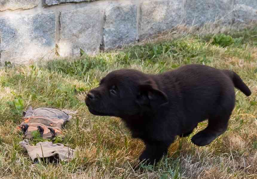 Labrador retriever - foto 11