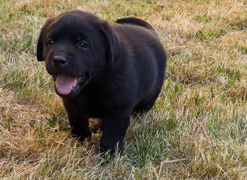 Labrador retriever - foto 9