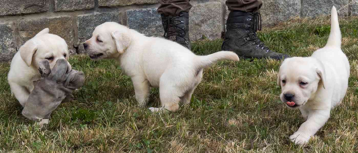 Labrador retriever - foto 6