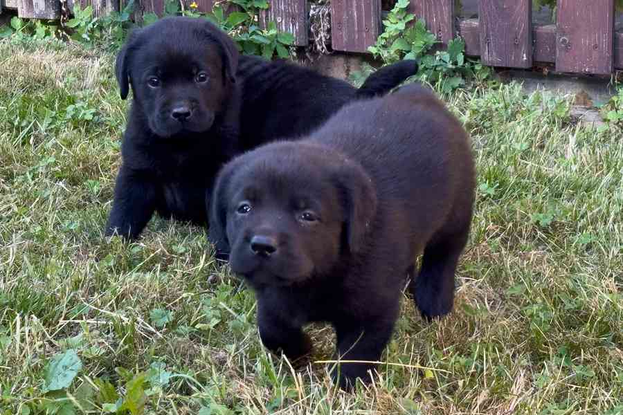 Labrador retriever - foto 12