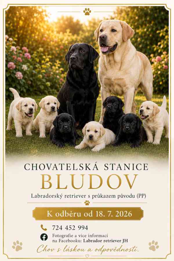 Labrador retriever