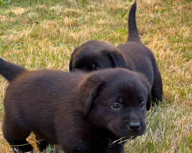Labrador retriever - foto 10