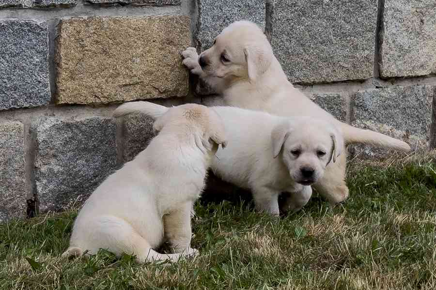 Labrador retriever - foto 4