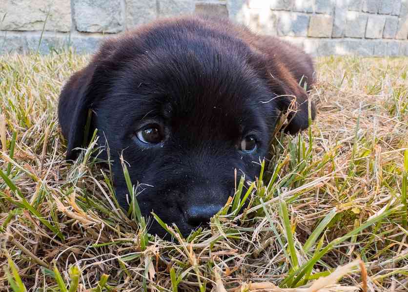 Labrador retriever - foto 7