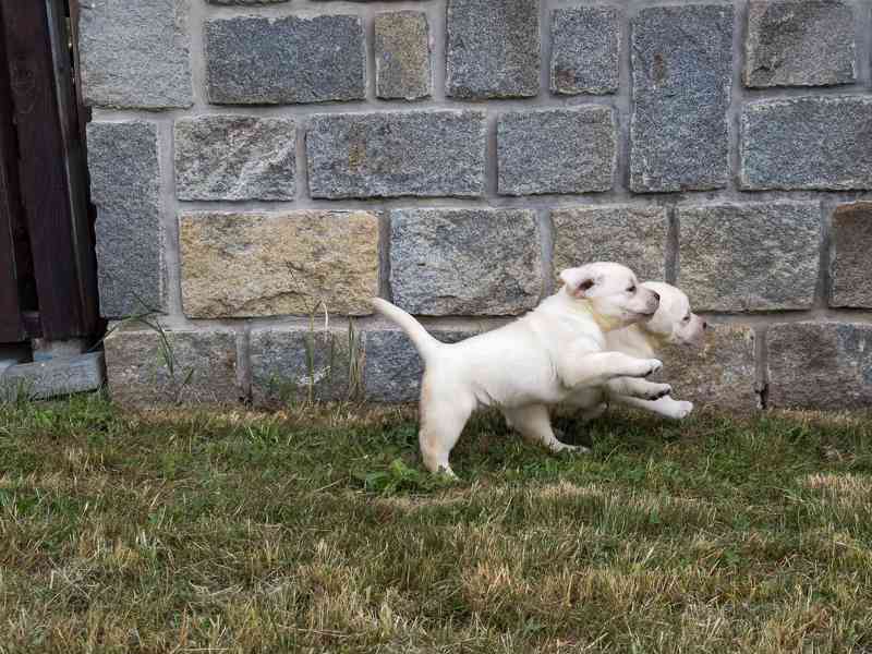 Labrador retriever - foto 5