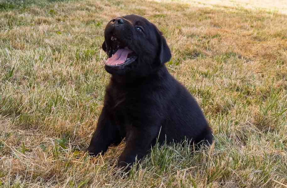 Labrador retriever - foto 8