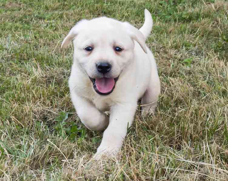 Labrador retriever - foto 2