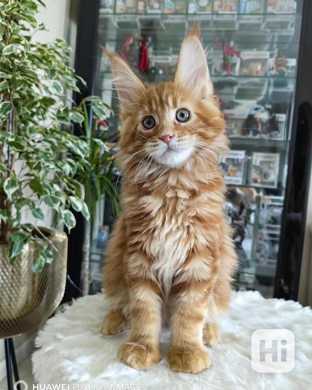 Krásné kotě Maine Coon na prodej - foto 1