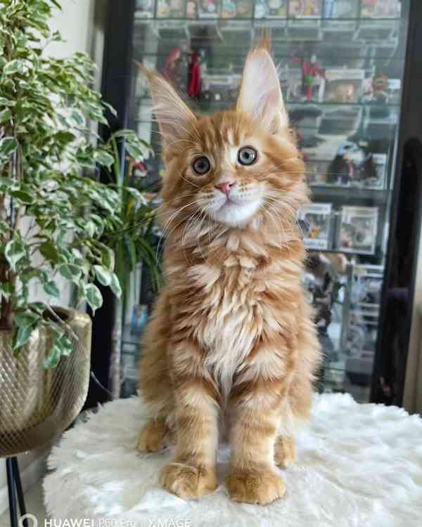 Krásné kotě Maine Coon na prodej - foto 1