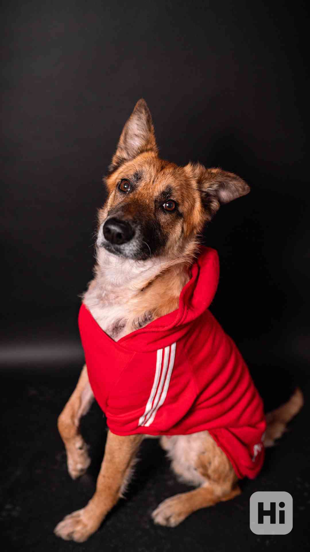 Hero - velký hrdina, čeká na aktivní domov - foto 1