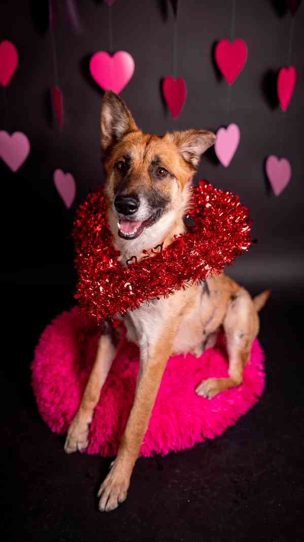 Hero - velký hrdina, čeká na aktivní domov - foto 11