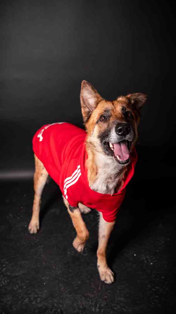 Hero - velký hrdina, čeká na aktivní domov - foto 3