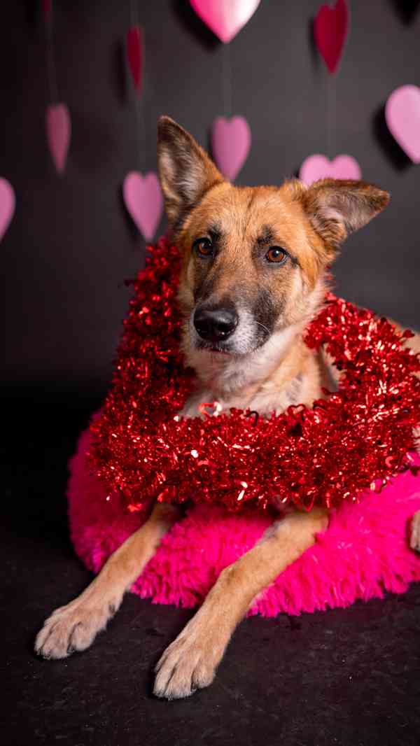 Hero - velký hrdina, čeká na aktivní domov - foto 14