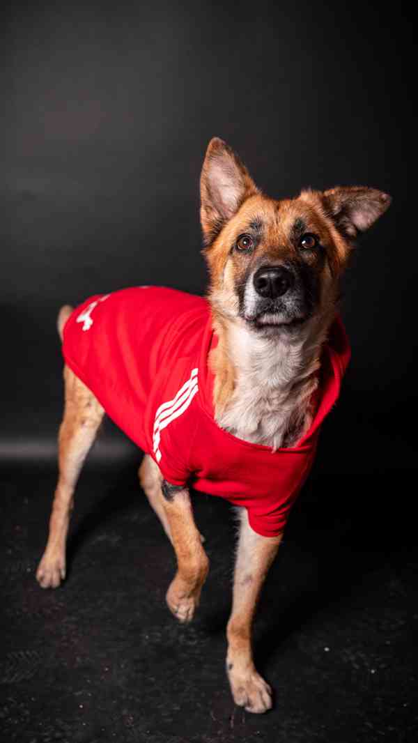 Hero - velký hrdina, čeká na aktivní domov - foto 4