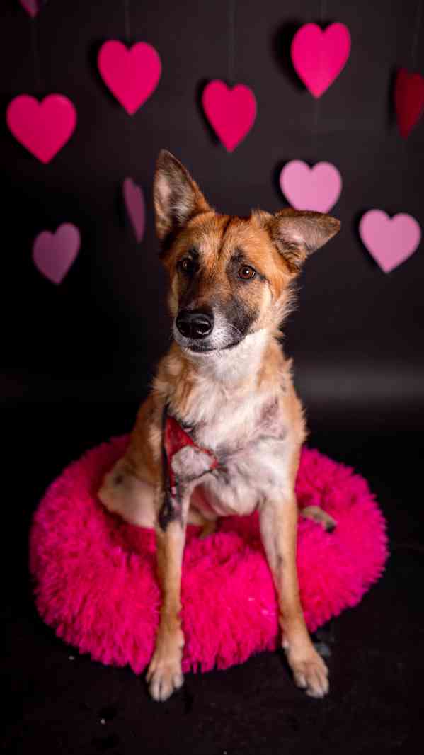 Hero - velký hrdina, čeká na aktivní domov - foto 5