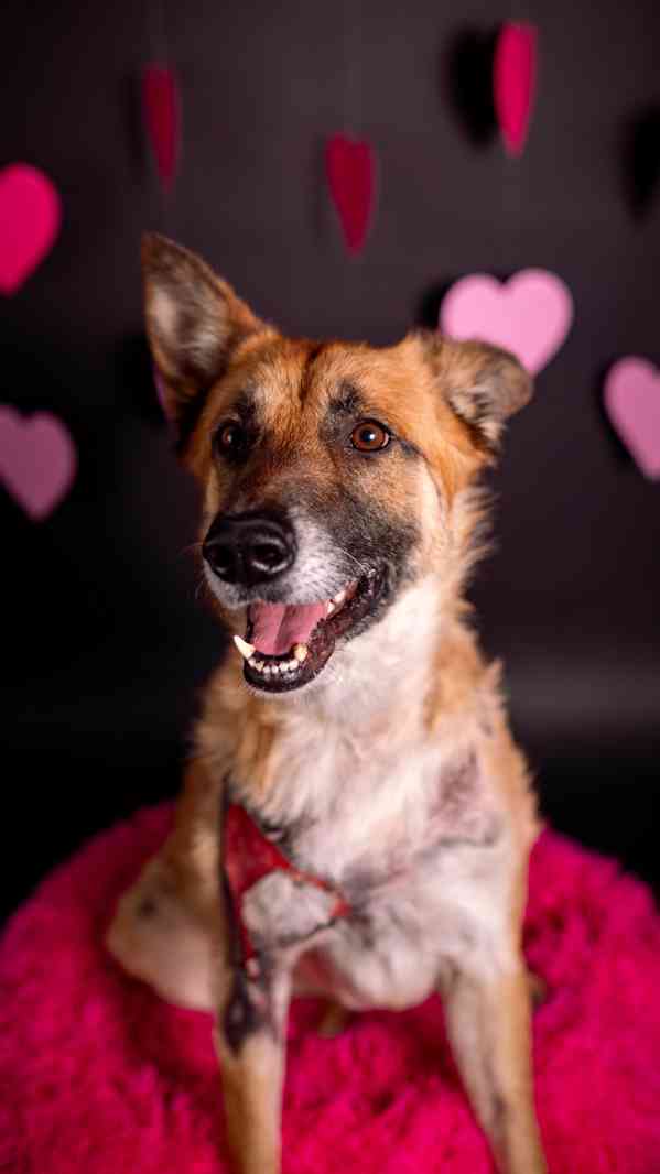 Hero - velký hrdina, čeká na aktivní domov - foto 7