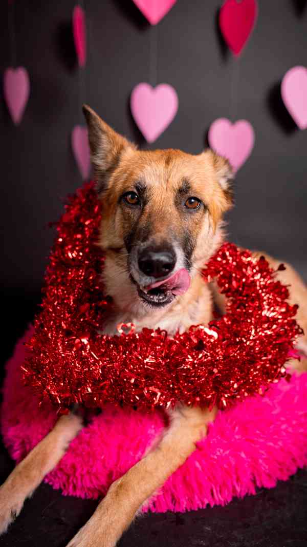 Hero - velký hrdina, čeká na aktivní domov - foto 15