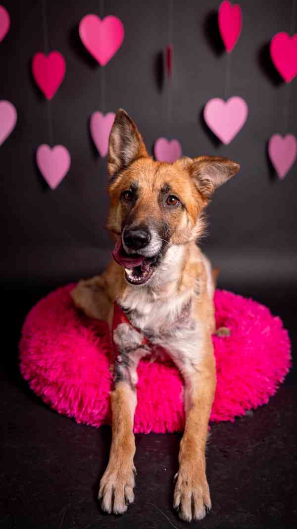 Hero - velký hrdina, čeká na aktivní domov - foto 9