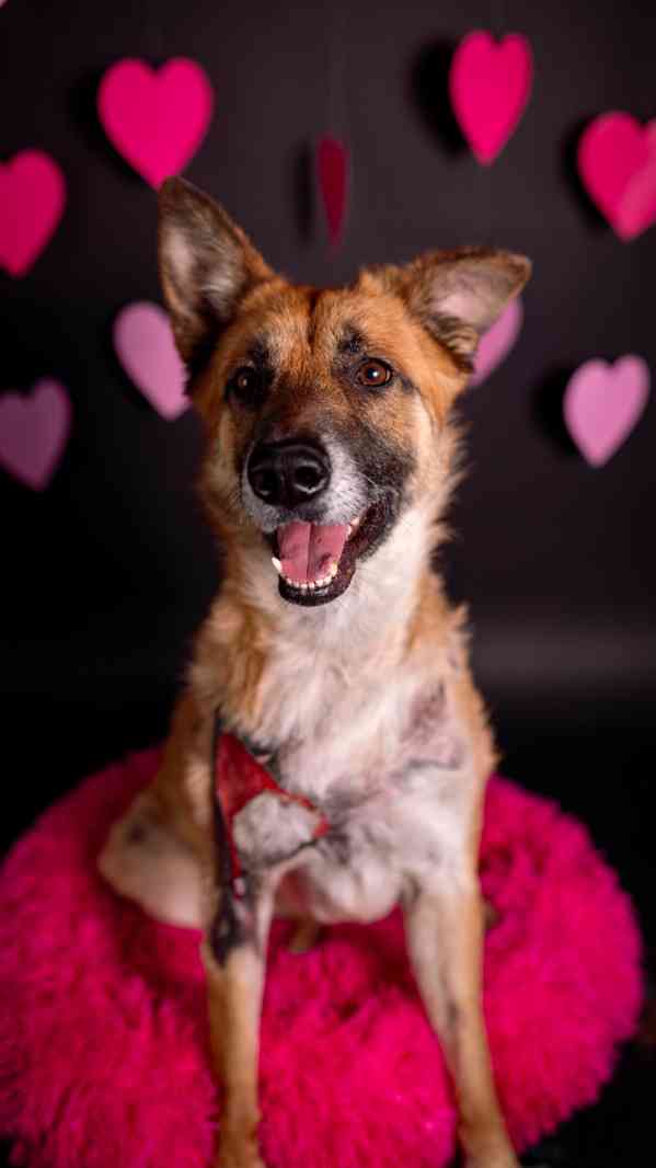 Hero - velký hrdina, čeká na aktivní domov - foto 8