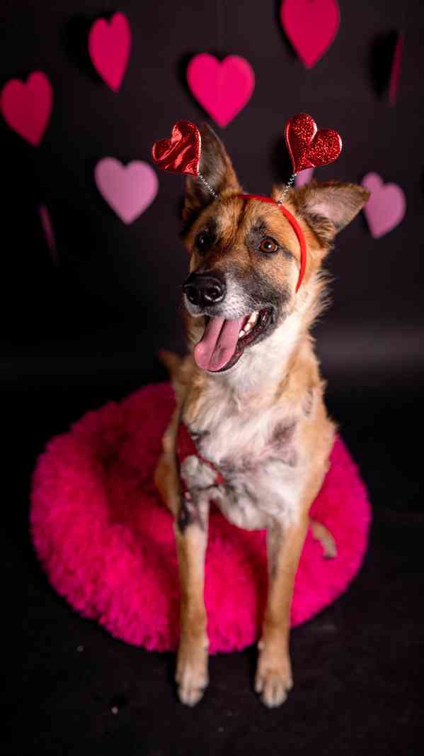 Hero - velký hrdina, čeká na aktivní domov - foto 16