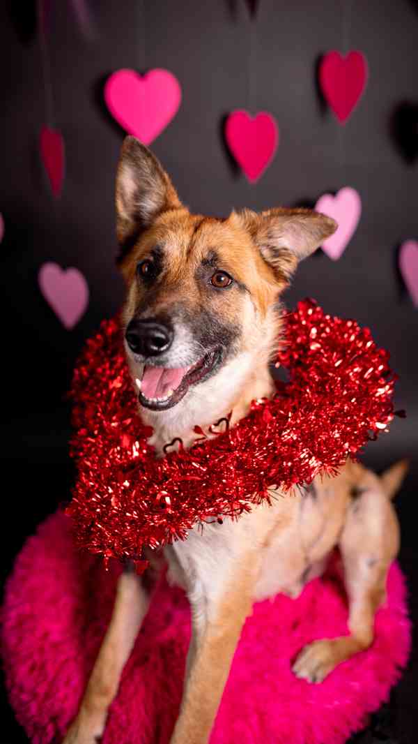 Hero - velký hrdina, čeká na aktivní domov - foto 12