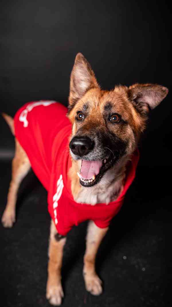 Hero - velký hrdina, čeká na aktivní domov - foto 2