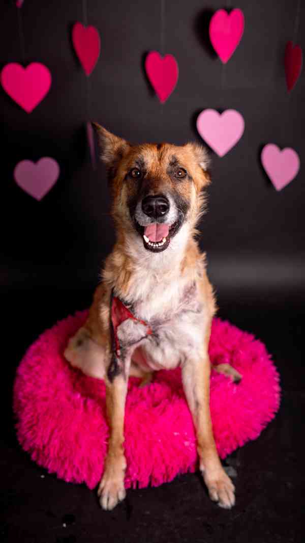 Hero - velký hrdina, čeká na aktivní domov - foto 6