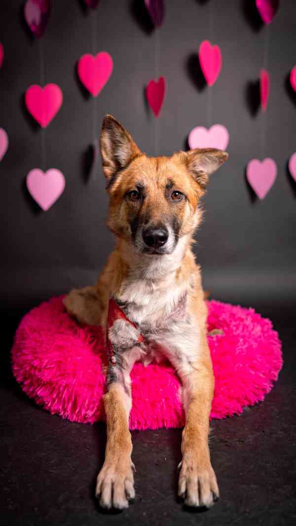 Hero - velký hrdina, čeká na aktivní domov - foto 10