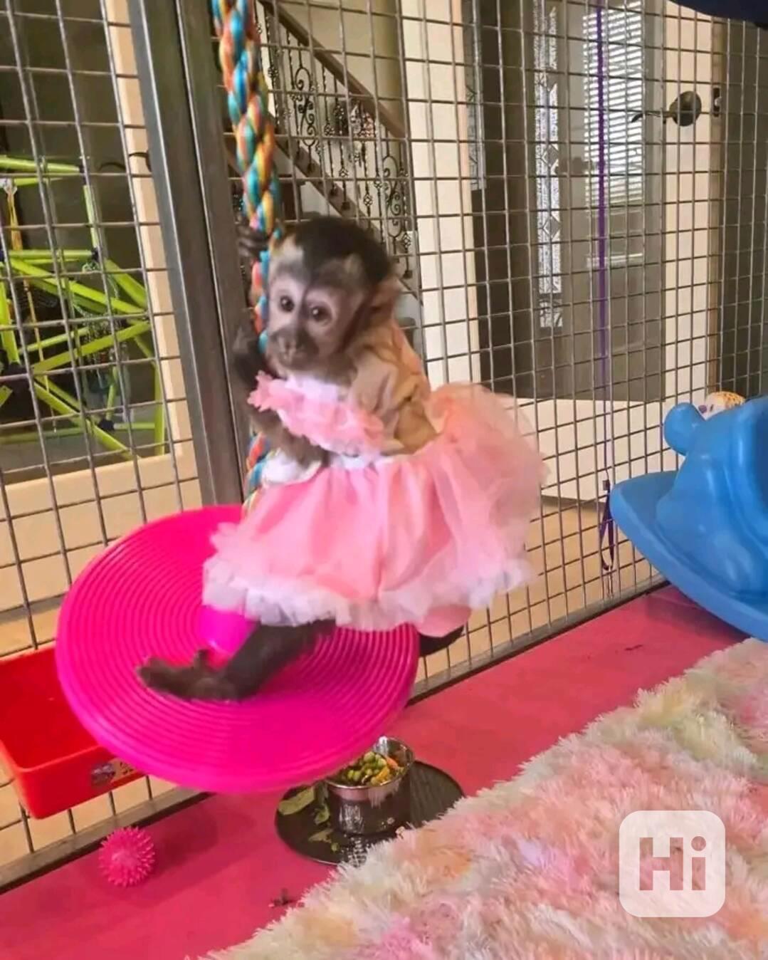  K dispozici kapucín pro zábavu - foto 1