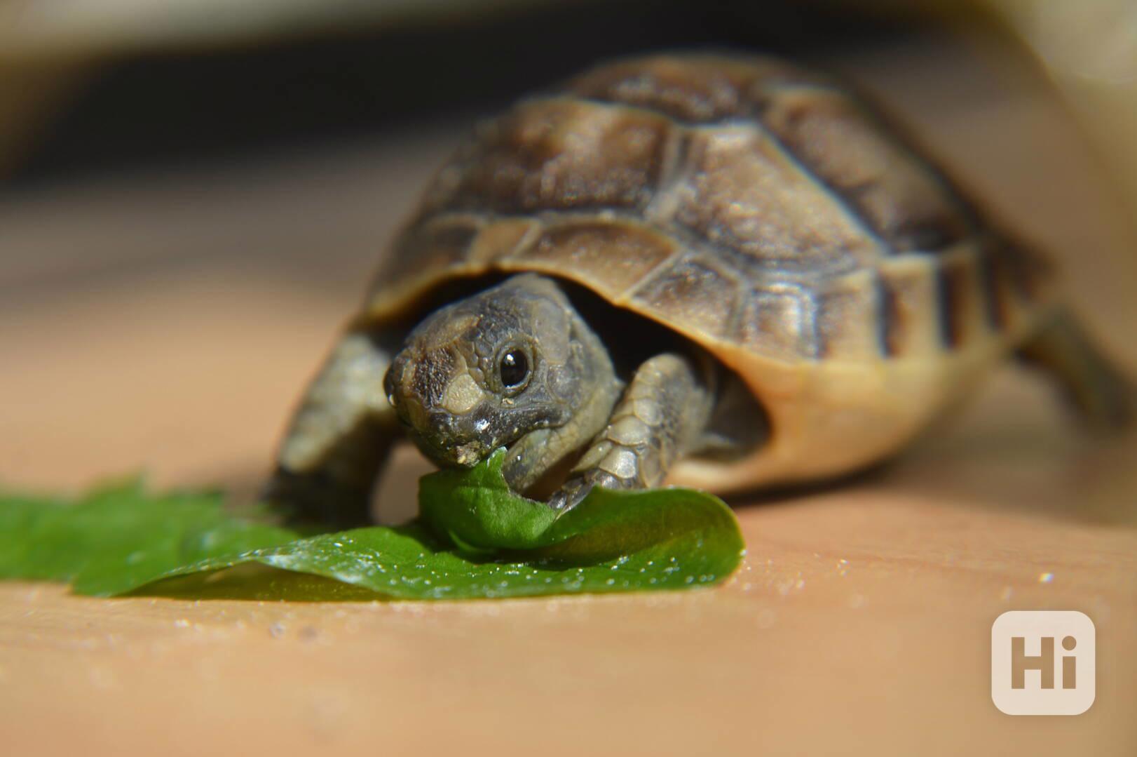 Mláďata suchozemských želv - foto 1