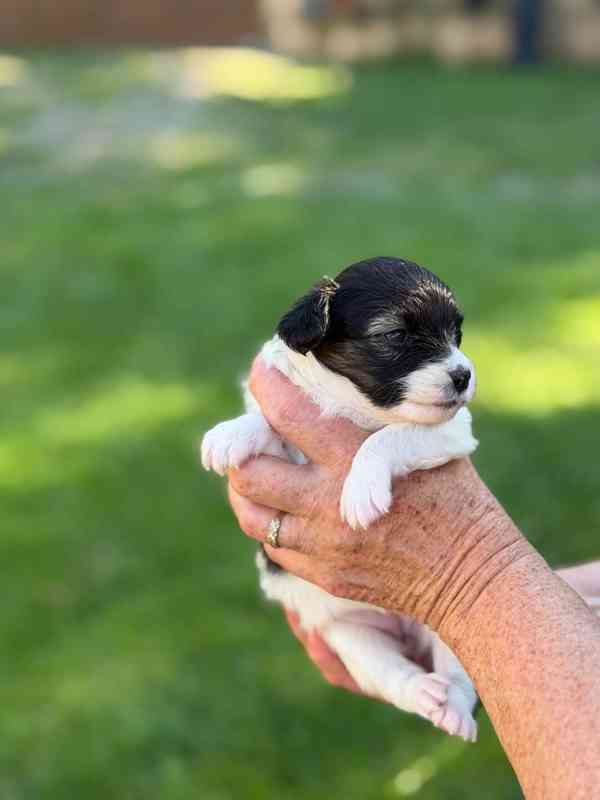 papillon - foto 3